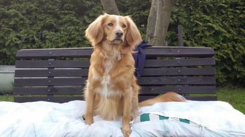 K��enec. Daruji psa