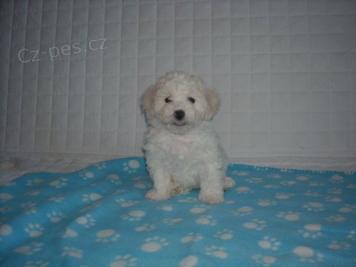  Bolo�sk� ps�k �t�n�