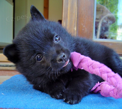 �iperka - �t���tko s PP