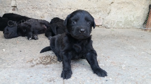 Hovawart - �t���tka bez PP