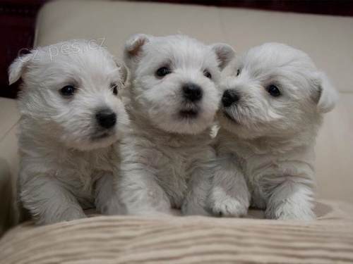 Kr�sn� West Highland White �t��ata