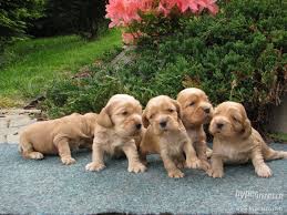 Anglick� kokr�pan�l �t���tka