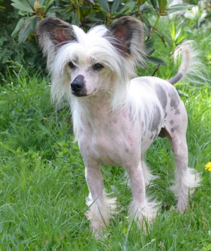 ��nsk� chocholat� pes nah��