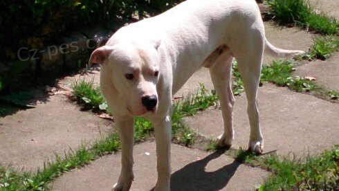 Daruji psa argentinsk� dogy