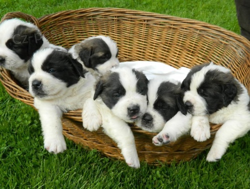 Bernard�n - �t��ata s PP