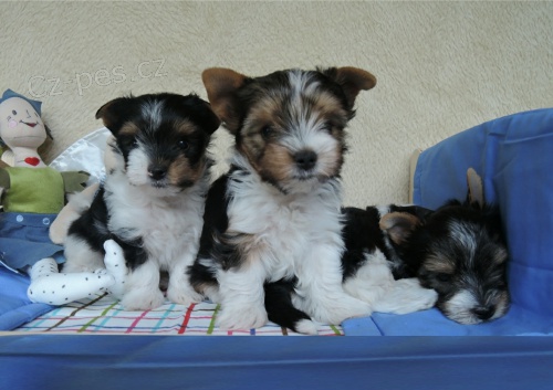  Jork��rsk� teri�r �t�n� s doklady