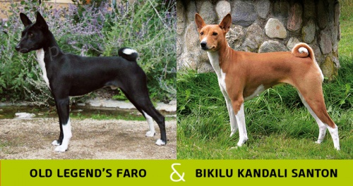 Basenji �t��ata s PP
