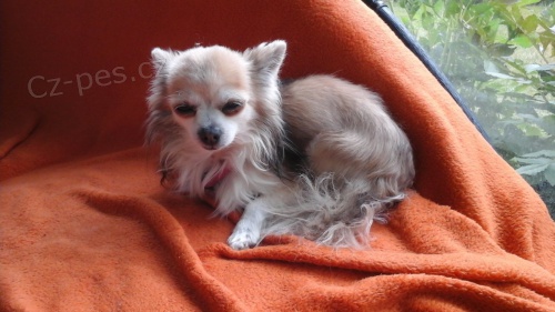 �ivava - daruji mal�ho ps�ka 