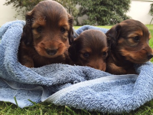 Jezev��k dlouhosrst� trpasli��