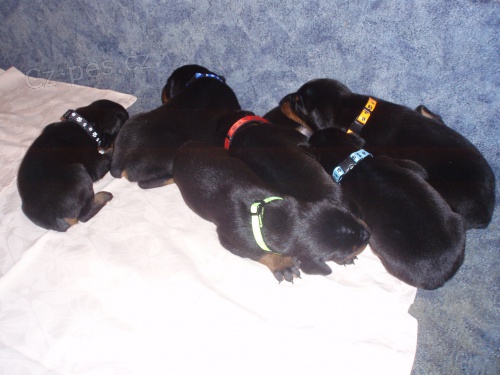 �t��ata dobrman�