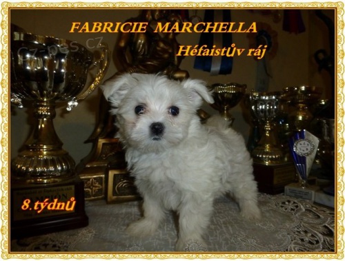 Malt�zsk� ps�k s PP