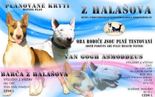 Bulteri�r �t�n� s PP pln� testovan� rodi�e