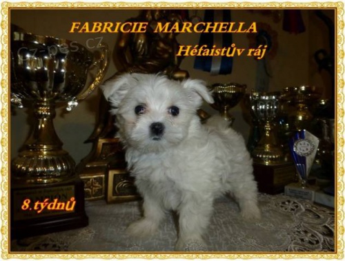 Malt�zsk� ps�k s PP