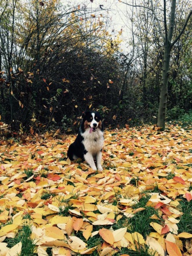 Nab�z�m kryt� - Australsk� ov��k