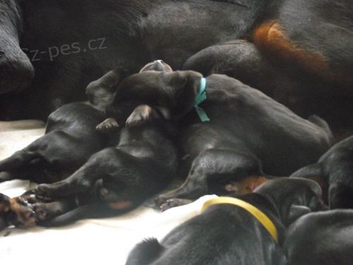 Dobrman - �t��ata ze zahrani�n�ho kryt�