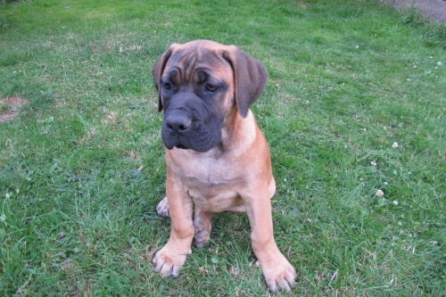 Boerboel, B�rsk� buldog, Burbul - �t�n� s PP