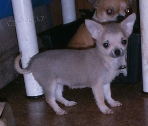 �ivava - modr� fenky s PP