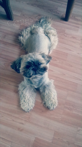 Nab�z�m kryt� pejskem rasy Shih-tzu