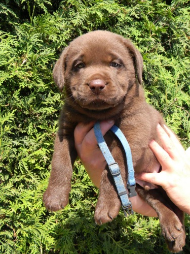 �okol�dov� �t�n� labradorsk�ho retrievera s PP