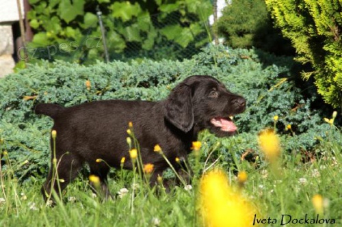 �esk� fousek - �t���tko