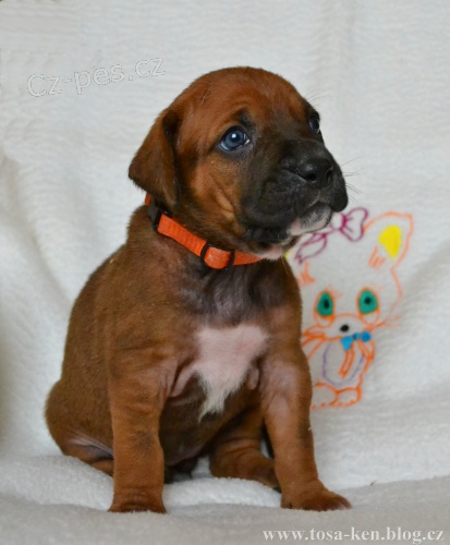 Tosa inu �t���tka s PP