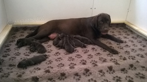 �t���tka retr�vr� a labrador� s PP