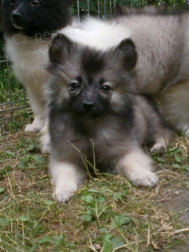 N�meck� �pic s PP