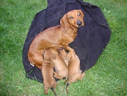 Nab�dka 3 �t���tek jezev��ka hladkosrst�ho