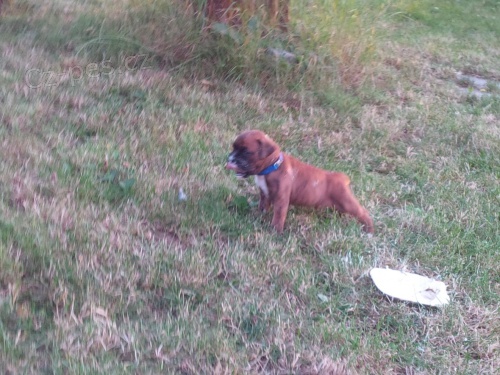 �t�n� N�meck�ho Boxera-pejsek