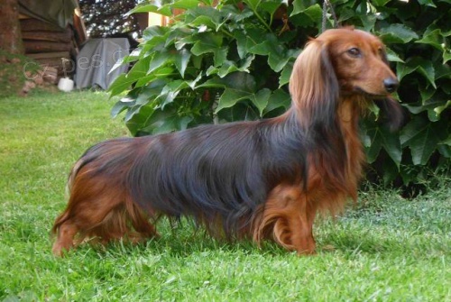 Jezev��k dlouhosrst� trpasli�� kr�li��