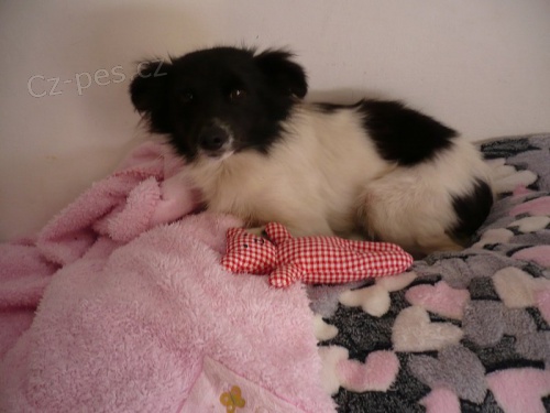 K��enec - darujeme 2 letou milou 