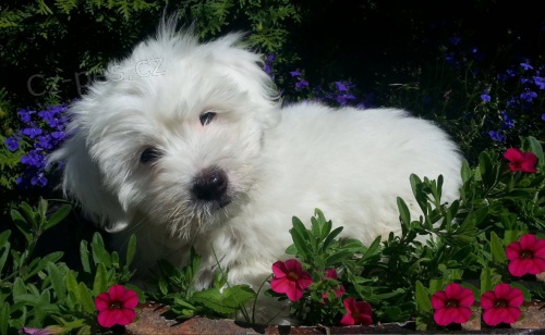 �t�n� Coton de Tulear