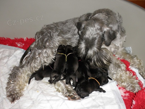 Kn�ra� st�edn� pep� a s�l