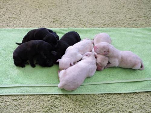 Labrador retriever - prod�m