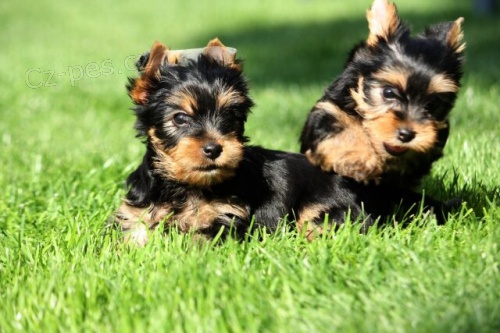 Jork��rsk� teri�r