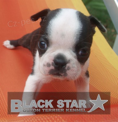 Prod�me �t��ata bostonsk� teri�r!