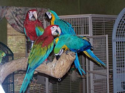 Roztomil� papou�ci k dispozici