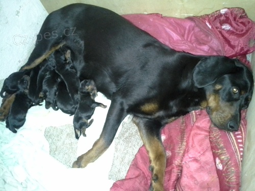 Prod�m �t��ata slovensk�ho Kopova s PP