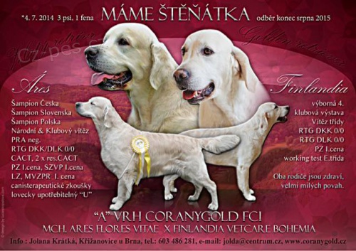 Prod�m �t��ata zlat�ch retriever�