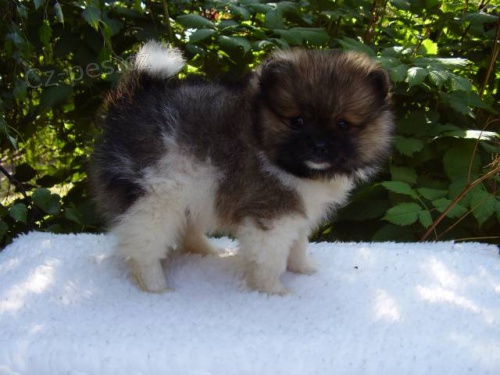 Pomeranian / Trpasli�� �pic s PP