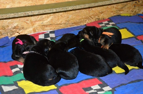 N�meck� ov��k �t��ata s PP