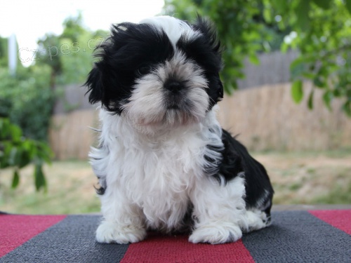 Shih-tzu, �i-tzu �t���tka s PP