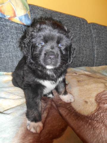 Prodej kavkazsk�ch pasteveck�ch ps�- �t���tka