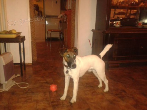 Hl�d�n� pejska