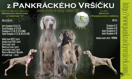 Posledn� voln� pejskov� VOK