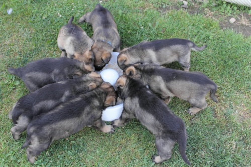 zad�me �t��ata NO