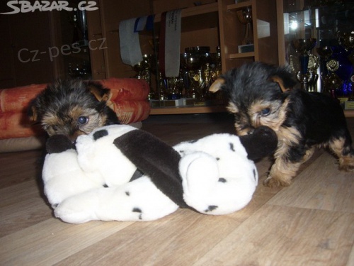 Jork��rsk� terier