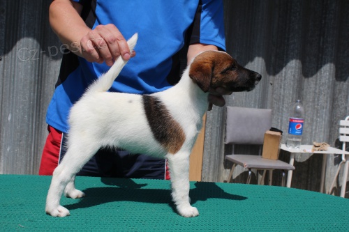 Foxterier hladkosrst� s PP � LEVN�