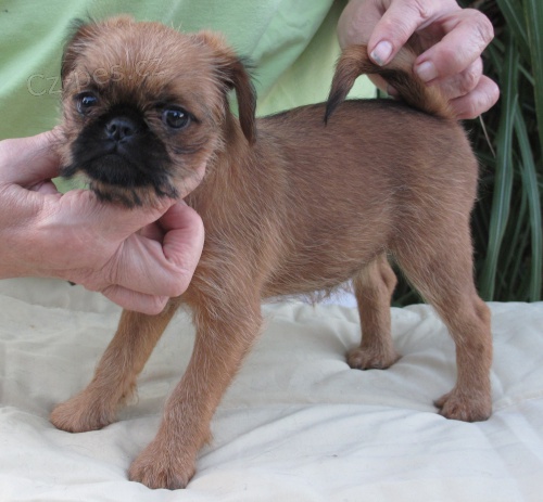 Grifonek brselsk� s PP