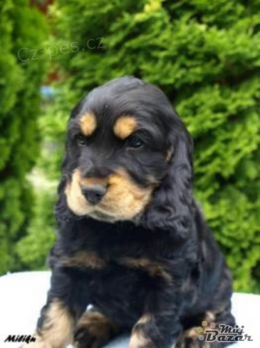 Anglick� kokr�pan�l